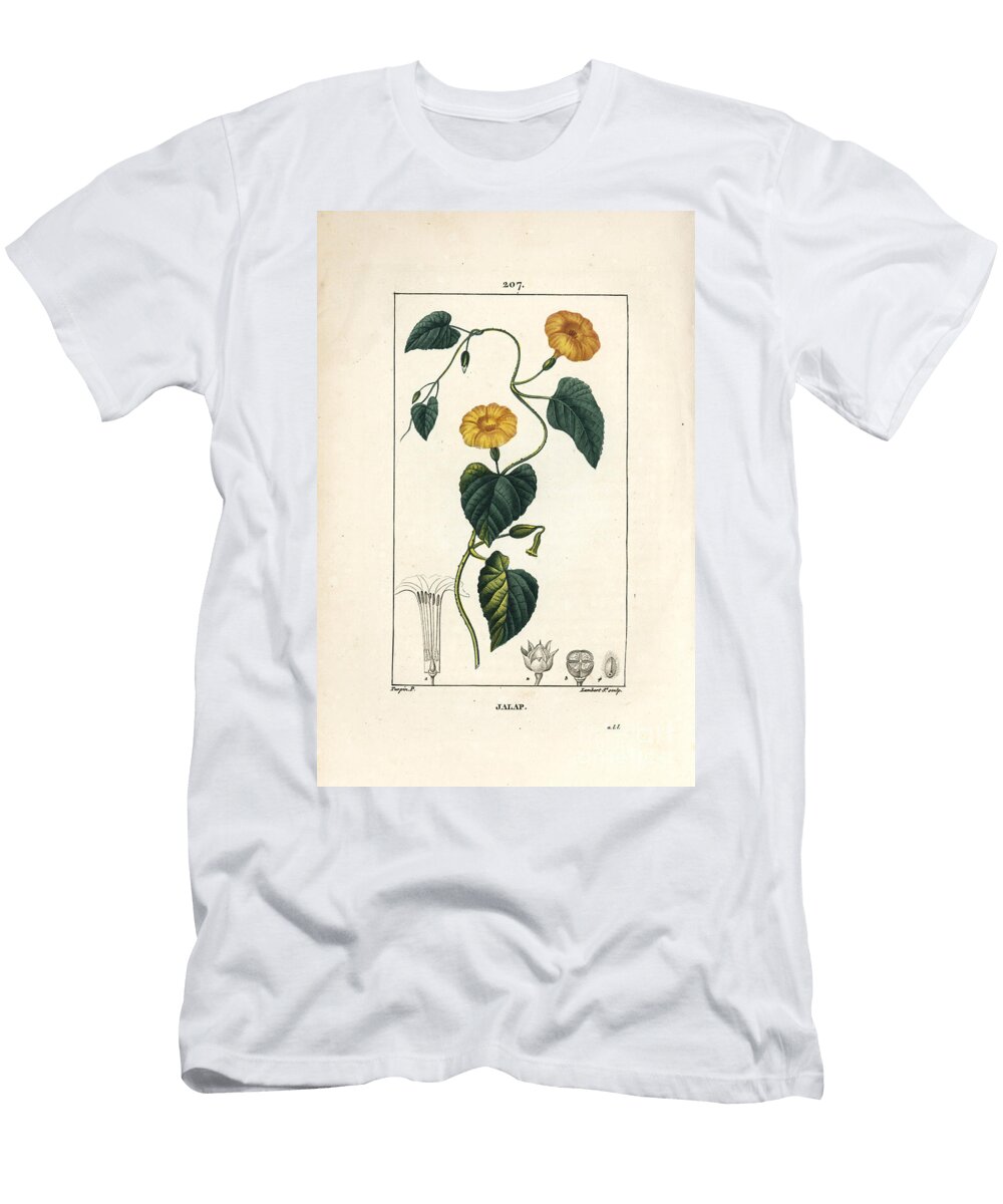 Jalap Convolvulus Jalappa Pierre Jean Francois Turpin T-Shirt