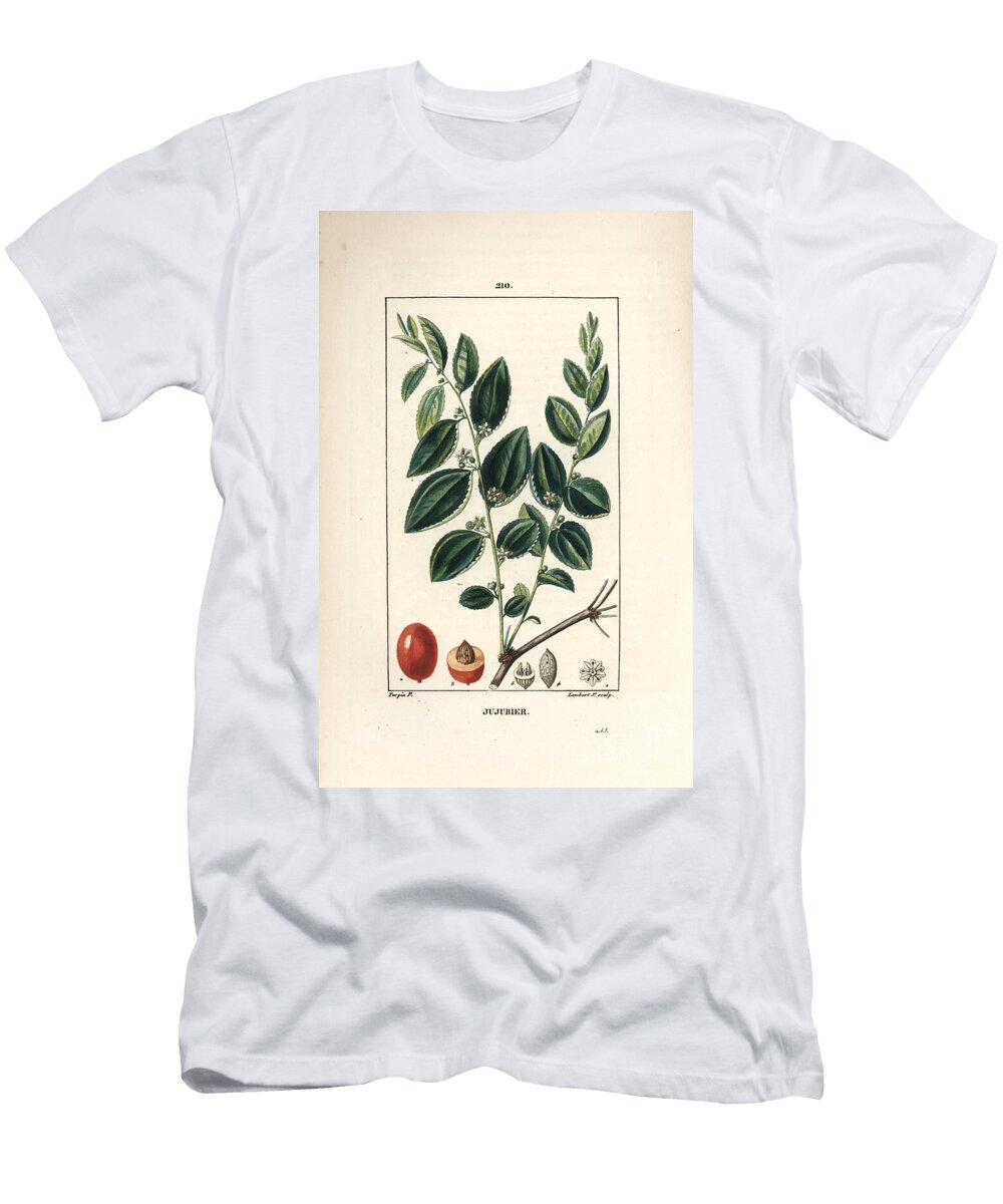 Jujubier Tincture Mother Jujube Tree Rhamnus Zizyphus with Flower Leaf and Fruit in Section Pierre Jean Francois Turpin T-Shirt
