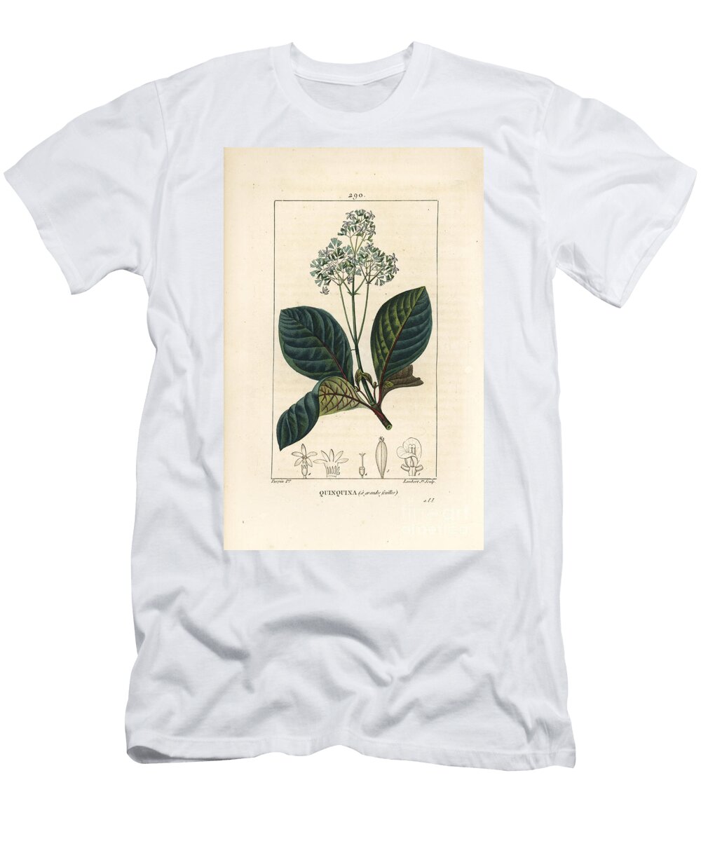 Ladenbergia Oblongifolia Cinchona Magnifolia with Flower Branch Leaf and Seed Pierre Jean Francois Turpin T-Shirt