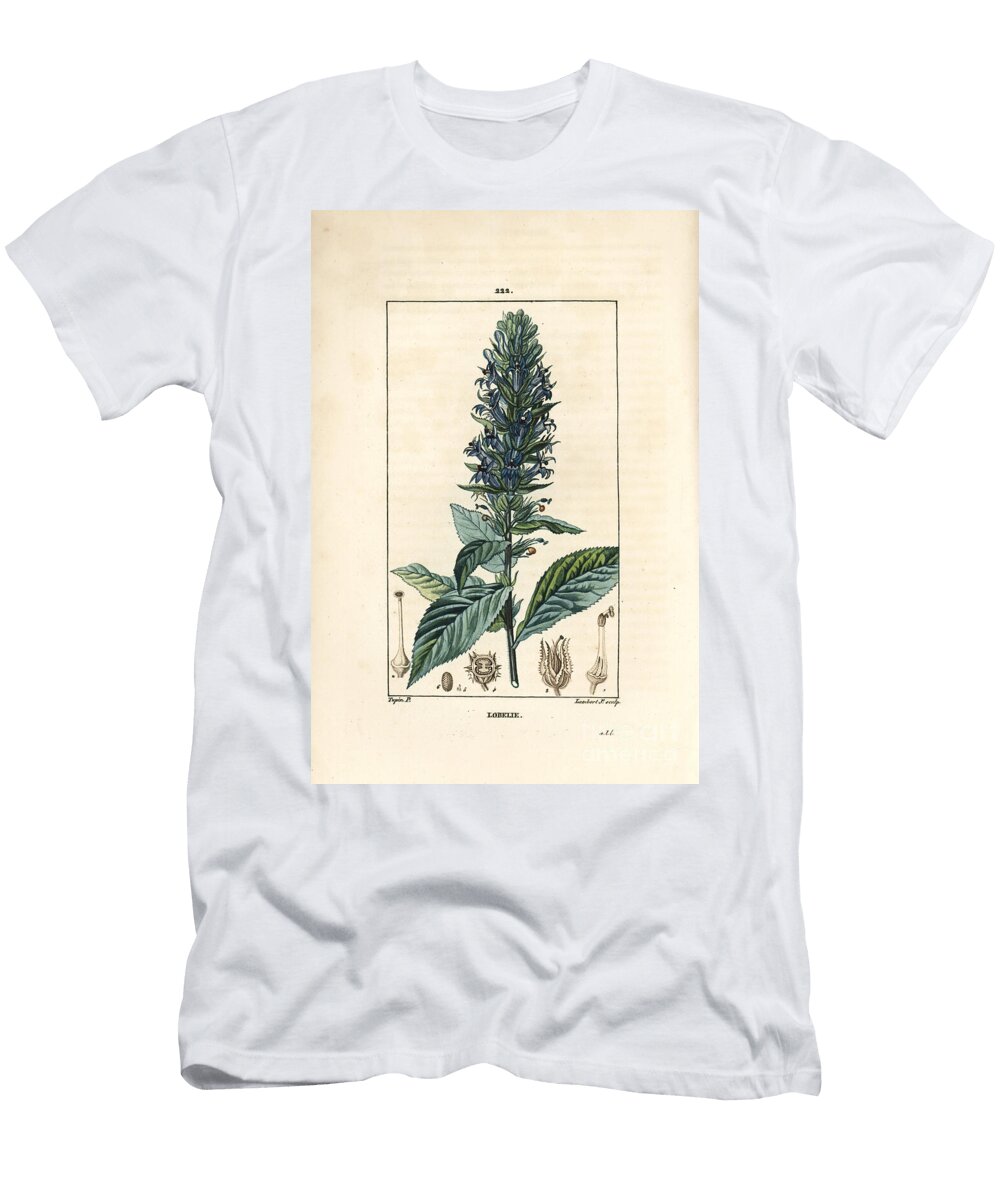 Large Lobelia or Siphilitic Lobelia Blue Cardinals Flower Lobelia Syphilitica Pierre Jean Francois Turpin T-Shirt