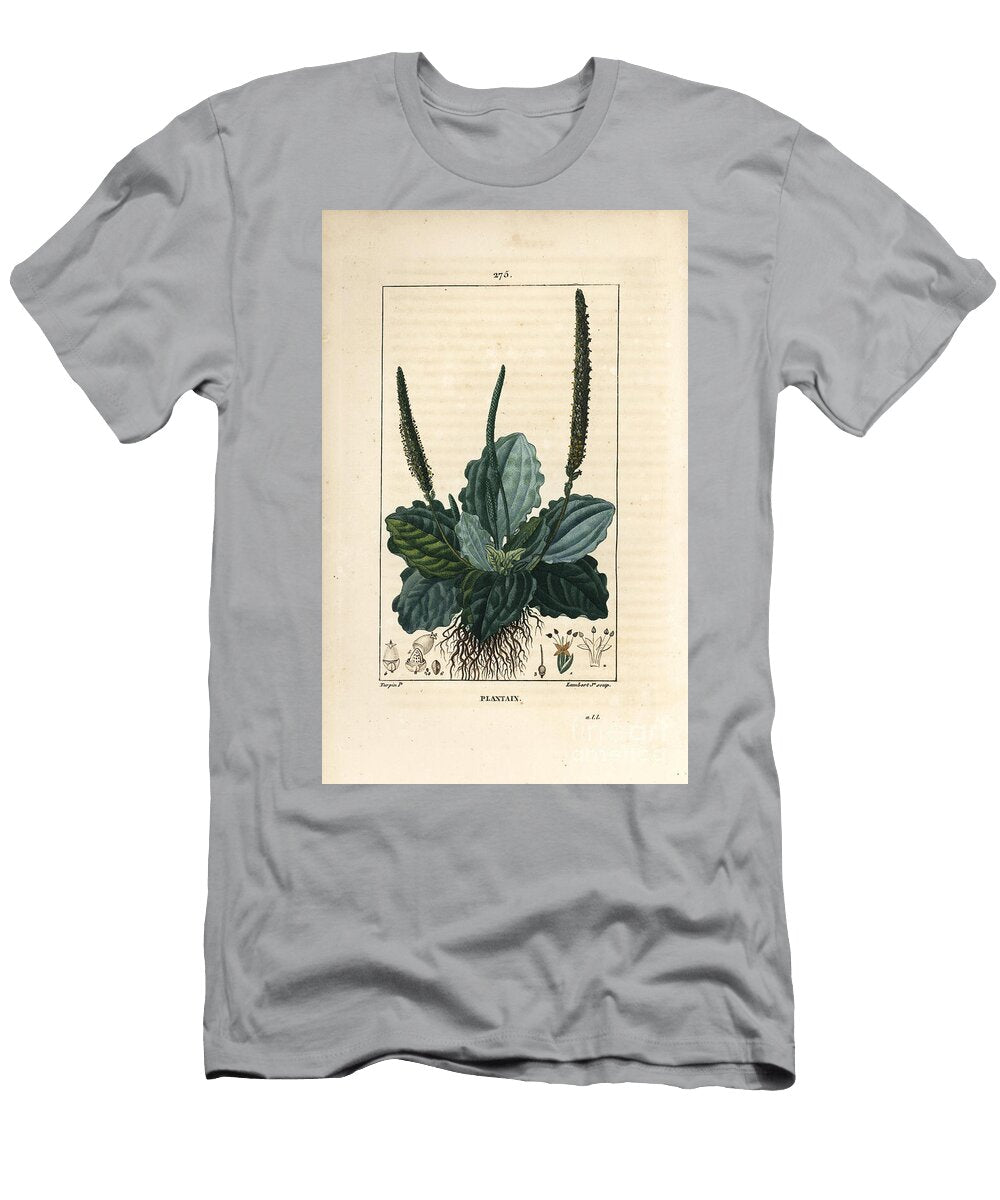 Large Plantain Plantain Plantain Major with Leaf Flower and Roots Pierre Jean Francois Turpin T-Shirt
