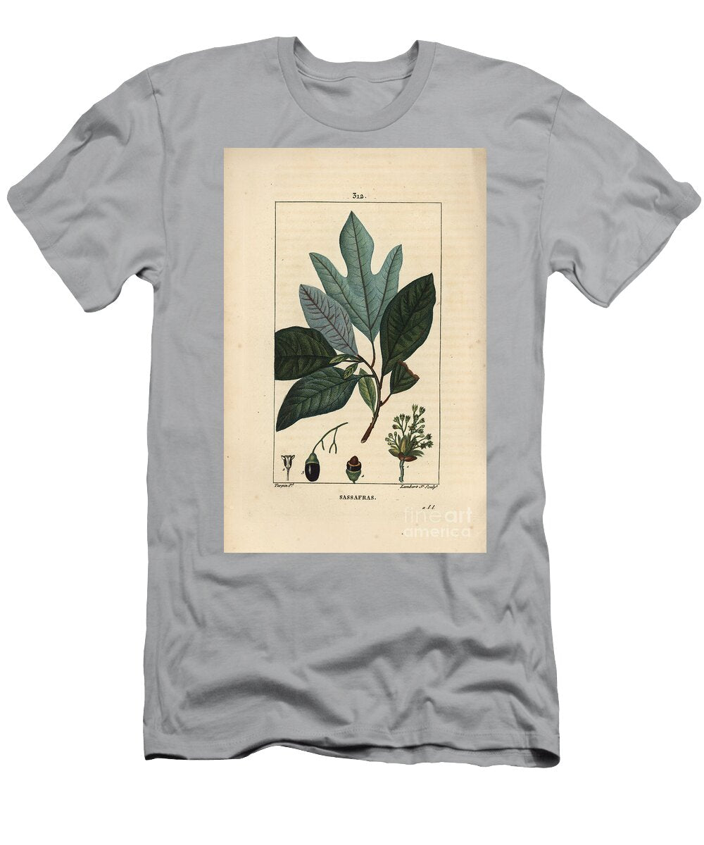 Laurier Des Iroquois White Sassafras Tree Sassafras Albidum with Flower Leaf Fruit and Seed Pierre Jean Francois Turpin T-Shirt