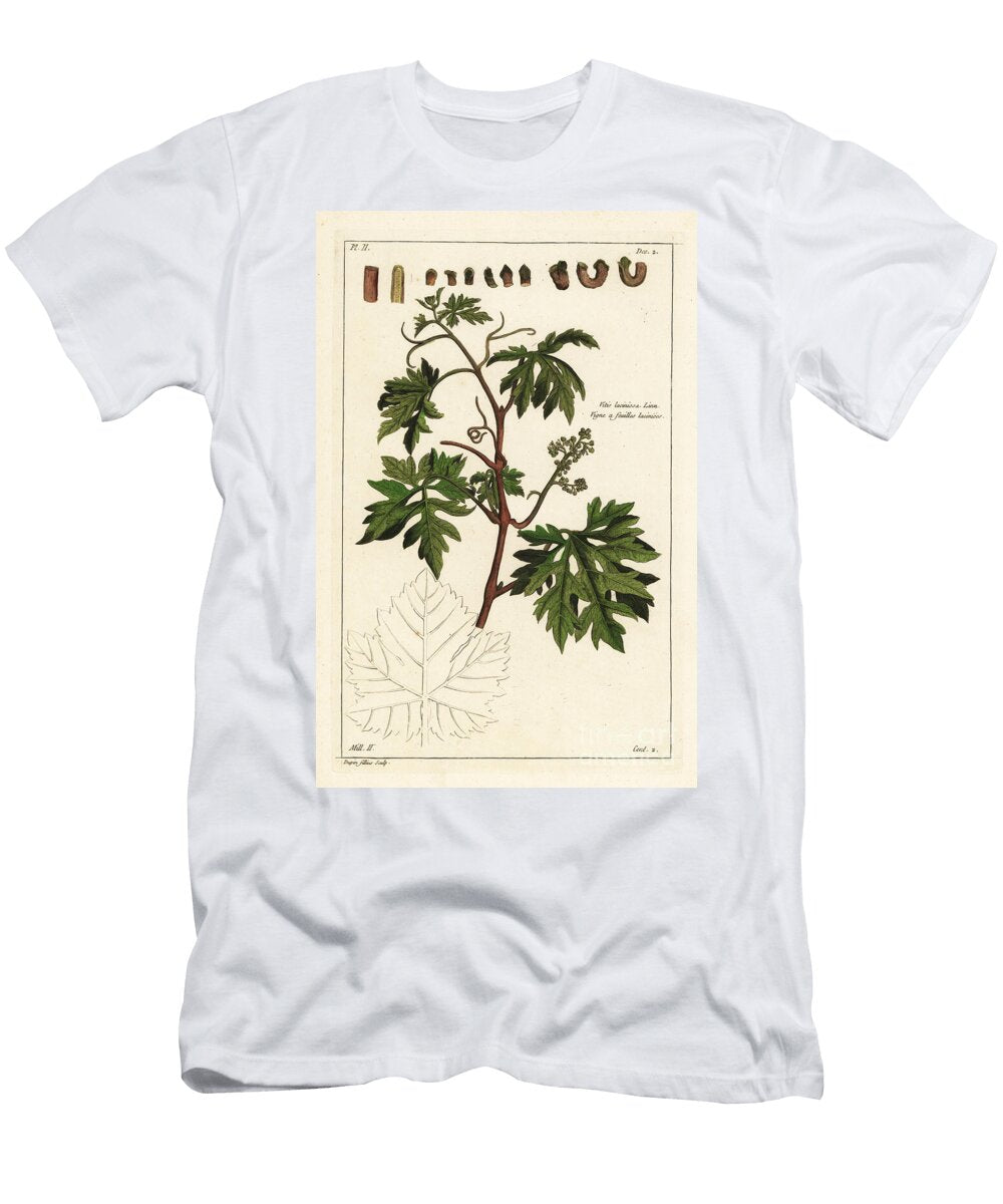 Leaves and Budding Grapes on a Grape Vine Vitis Vinifera the Younger Dupin T-Shirt