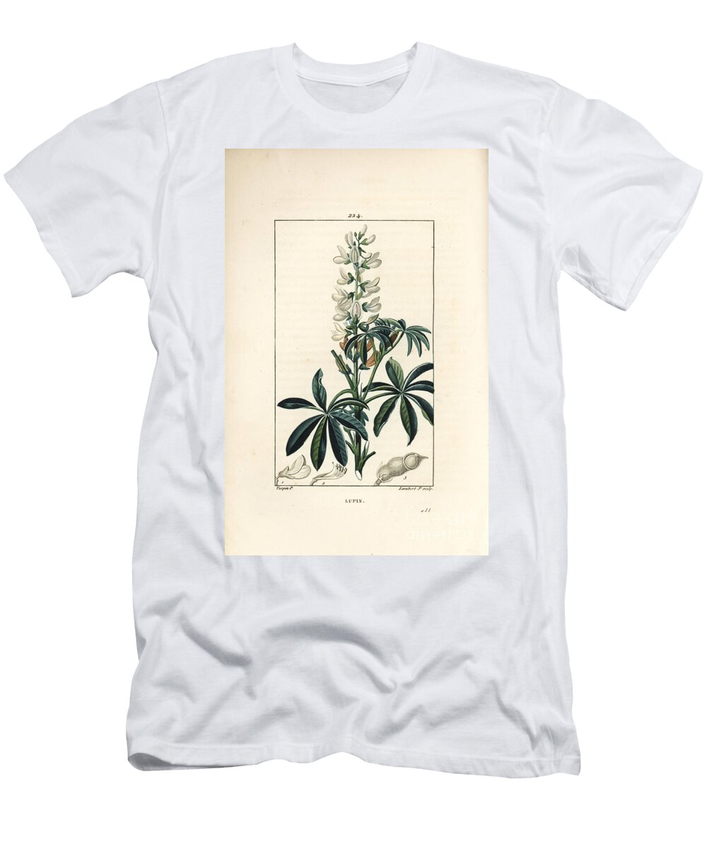 Lupin White Lupin Lupinus Sativus Pierre Jean Francois Turpin T-Shirt