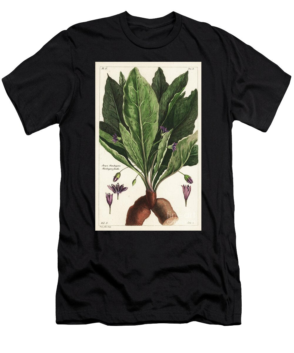 Mandrake Female Mandragora Officinarum Atropa Mandragora Mandragore Femelle the Younger Dupin T-Shirt
