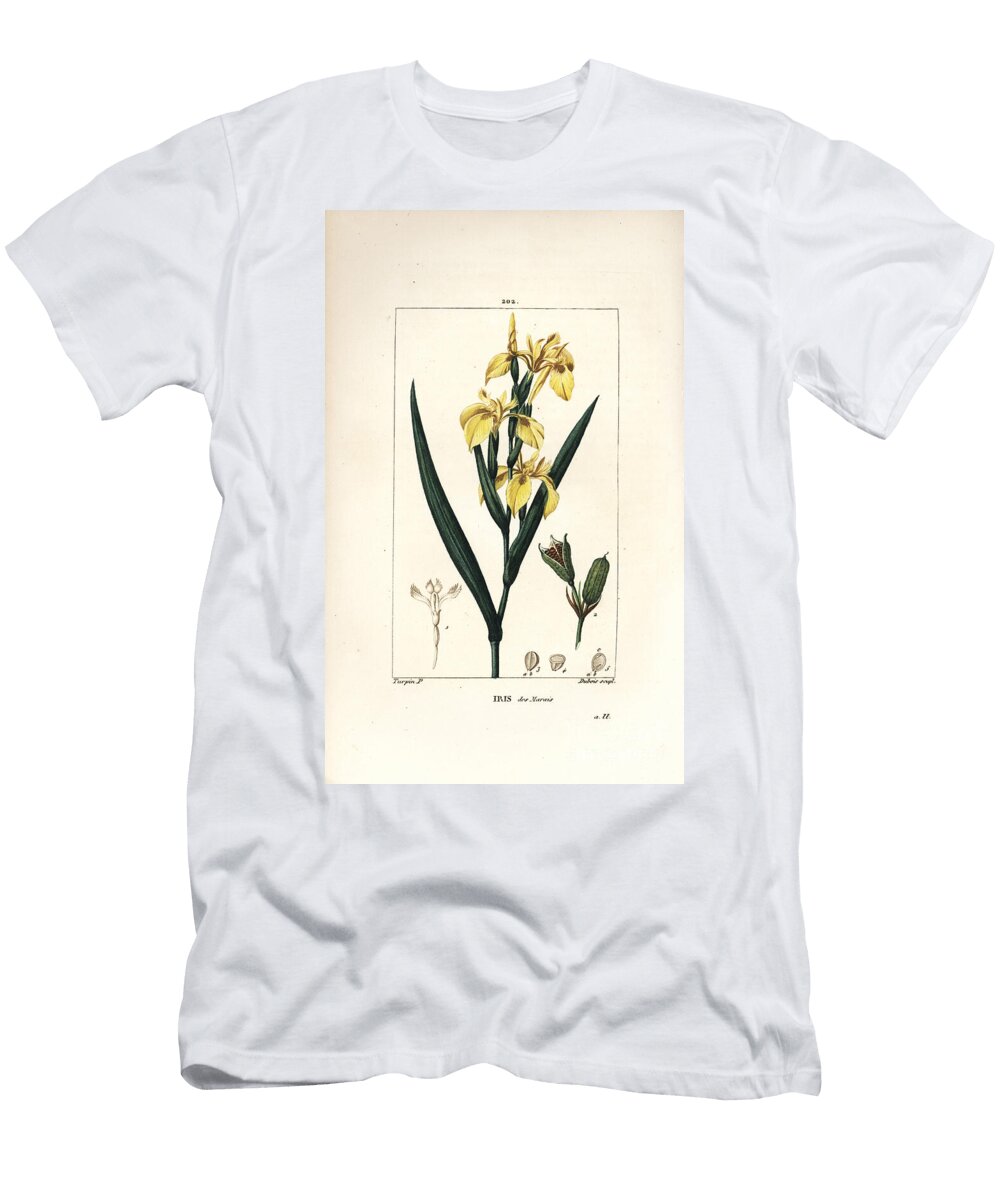 Marsh Iris or Water Yellow Iris Yellow Iris Iris Palustris Lutea Flower Leaf and Seed Pod Pierre Jean Francois Turpin T-Shirt