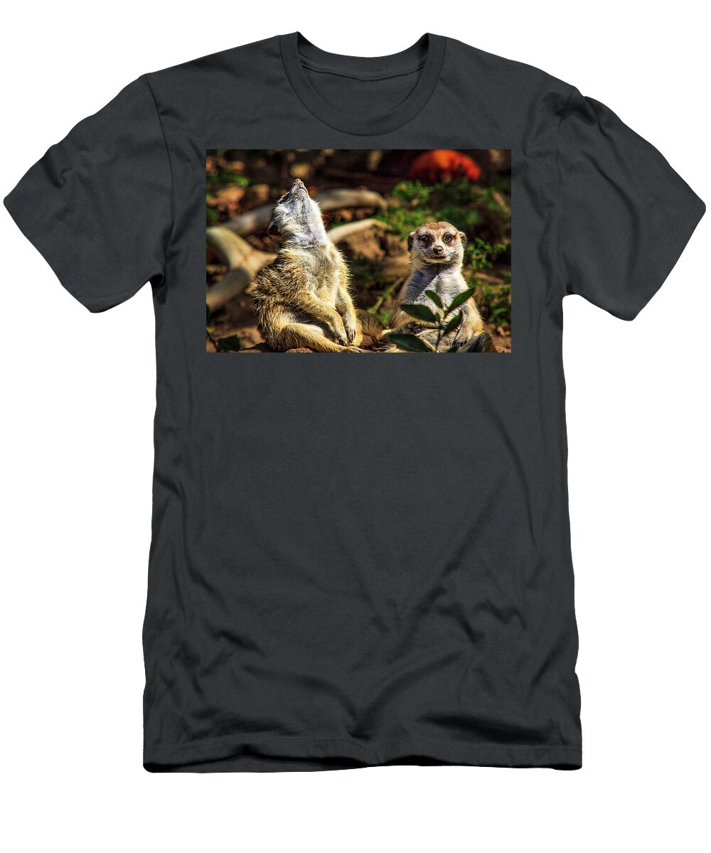 Meerkats Alfredo Alegrett T-Shirt