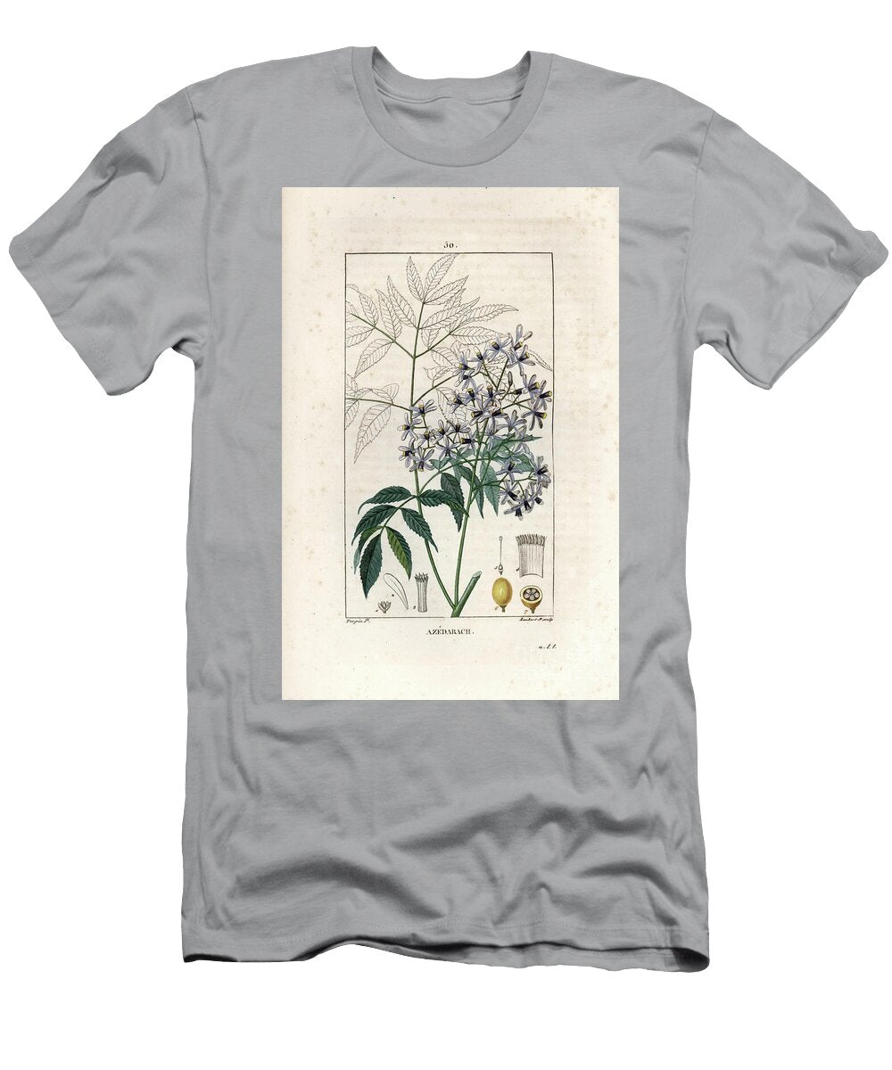 Melia Azedarach Ou Lilac De Perse White Cedar or Chinaberry Tree Melia Azedarach European School T-Shirt