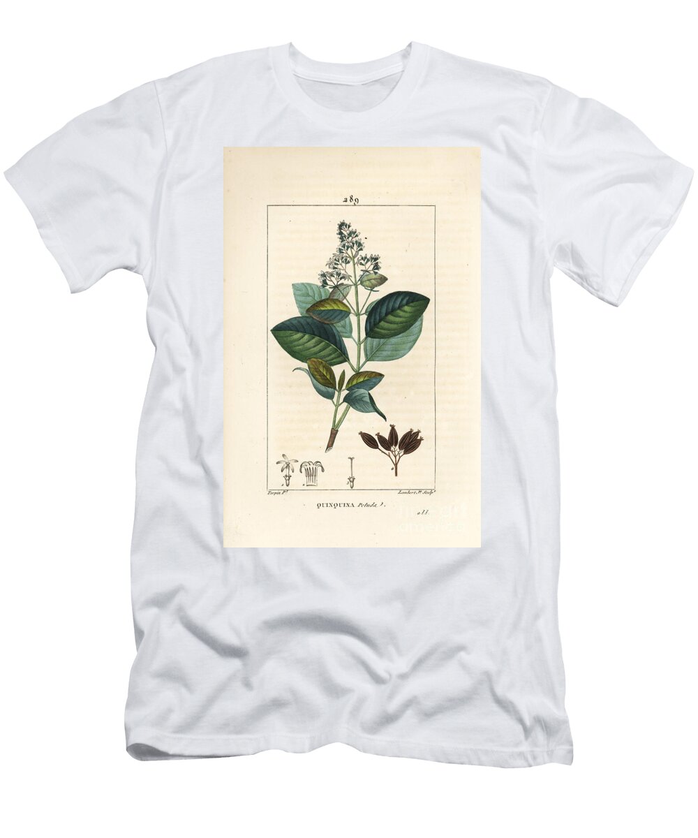 Michurago or Fruta De Mono Ladenbergia Macrocarpa Cinchona Ovalifolia with Flower Leaf Stalk and Seed Pierre Jean Francois Turpin T-Shirt