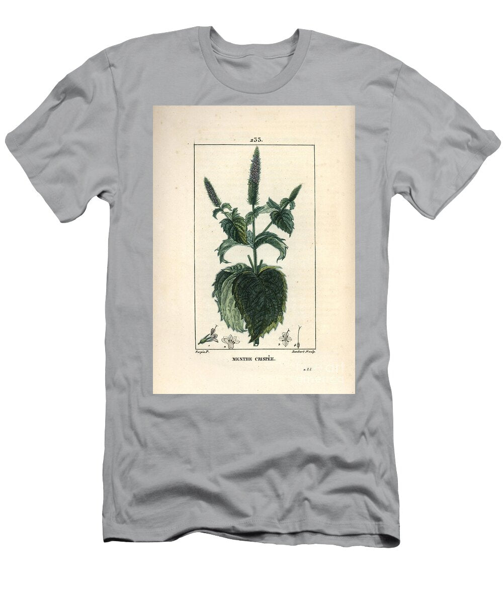 Mint Crispee Frizzy or Hollow Curled Mint Mentha Crispa Pierre Jean Francois Turpin T-Shirt