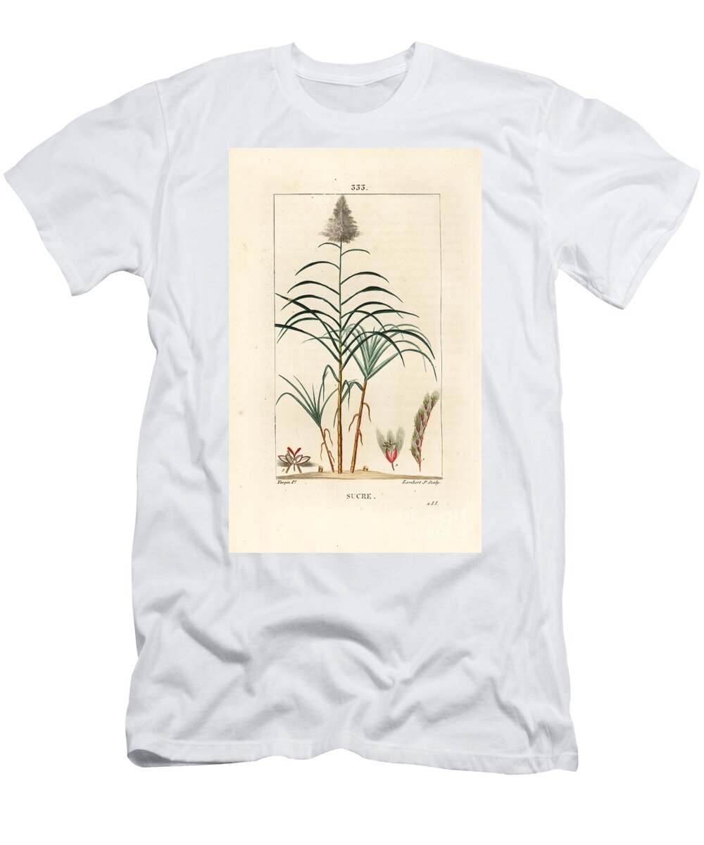 Noble Cane Sugar Cane Saccharum Officinarum Pierre Jean Francois Turpin T-Shirt