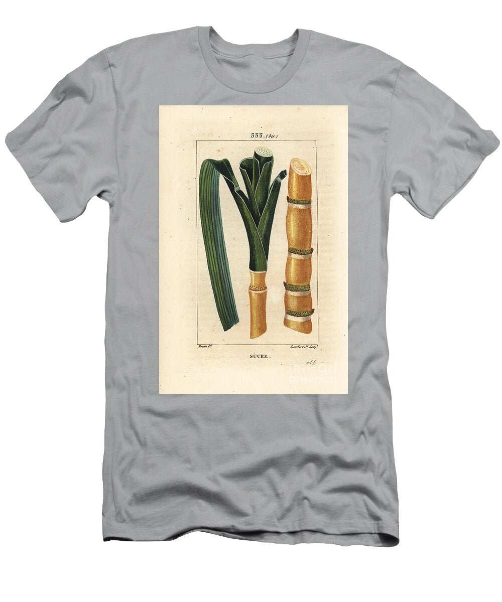 Noble Cane Sugar Cane Saccharum Officinarum Stalk and Leaf Pierre Jean Francois Turpin T-Shirt