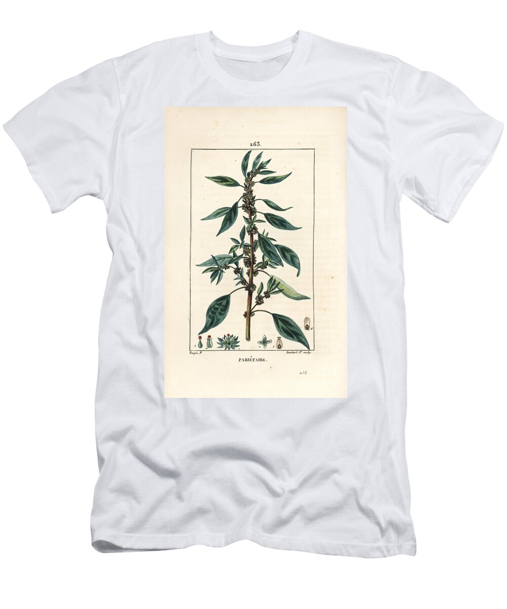 Parietaire Officinale or Perce Wallaille Casse Pierre Espargoule Gamberoussette Wall Pellitory Parietaria Officinalis with Stalk Leaf Flower and Seed Pierre Jean Francois Turpin T-Shirt