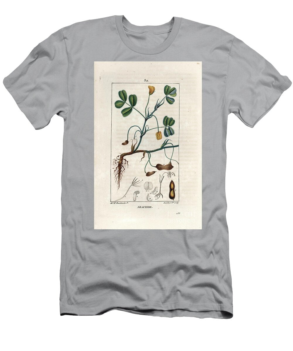 Peanut Engraving By Lambert Fils From a Drawing By Ernestine Panckoucke 1784 1860 Groundnut or Peanut Arachis Hypogaea European School T-Shirt