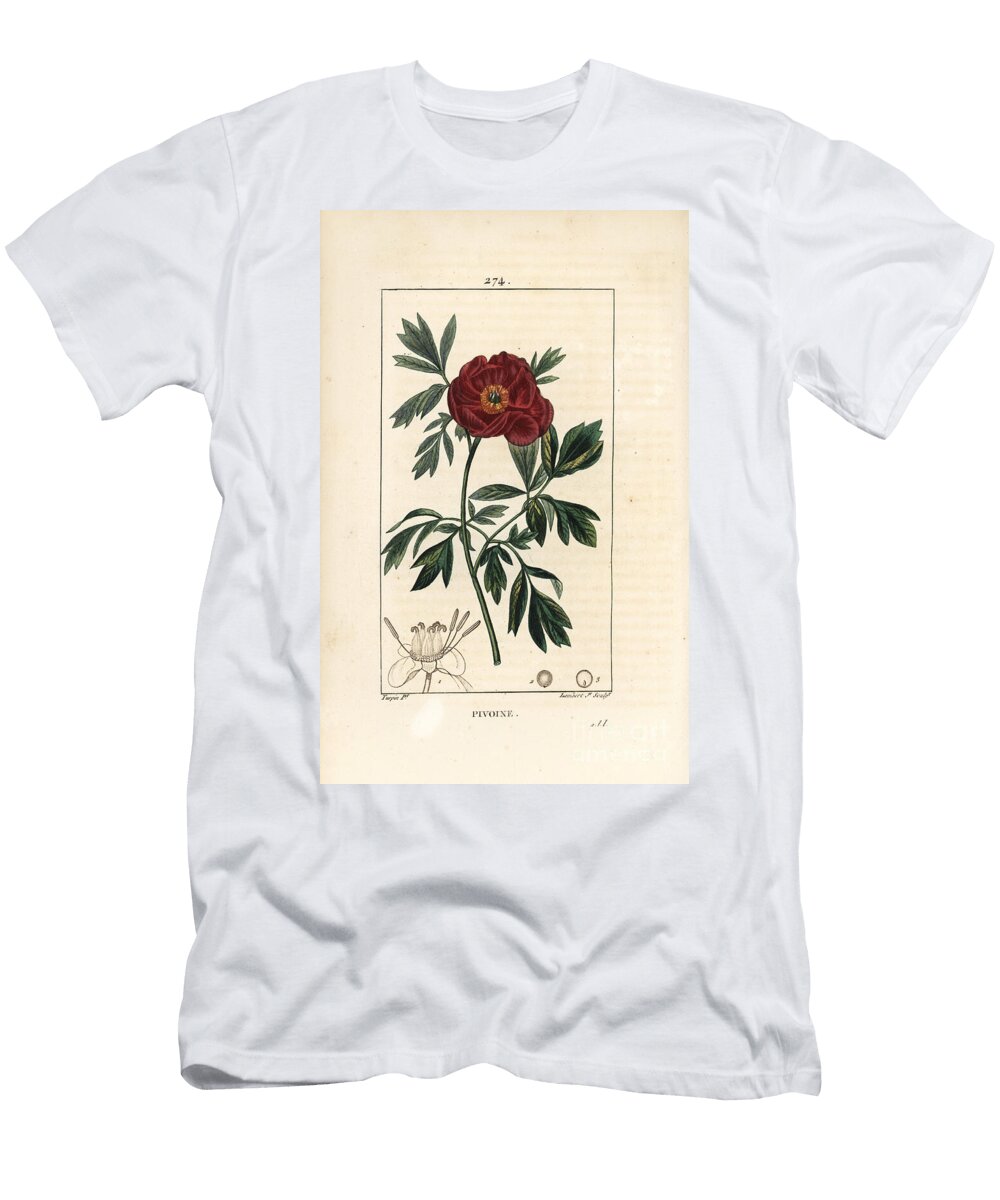 Peony Officinale European Peony Paeonia Officinalis with Flower Leaf and Outline of Flower Parts Pierre Jean Francois Turpin T-Shirt
