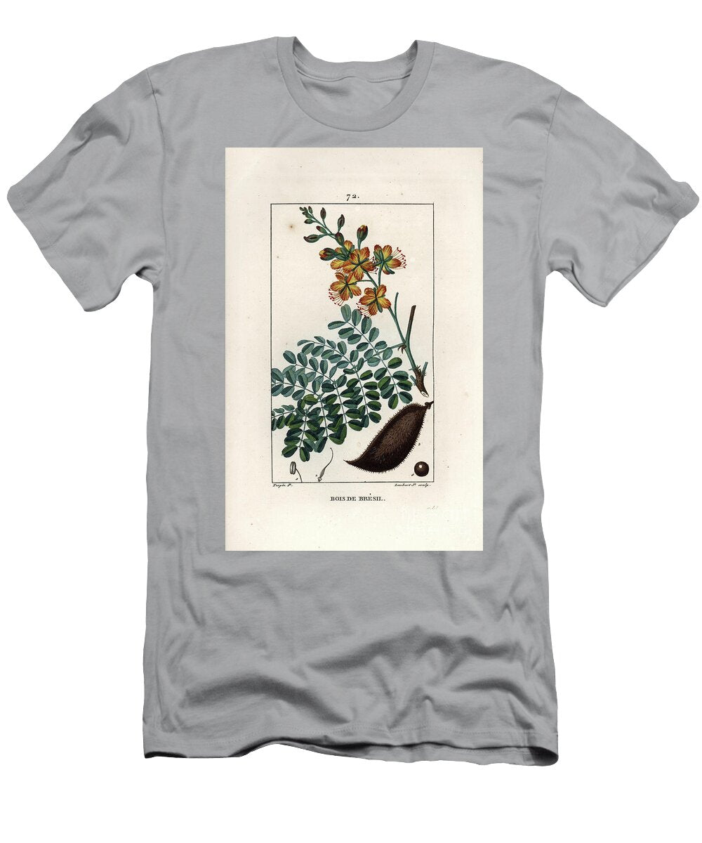 Pernambuc or Brasil Wood or Embossed Wood European School T-Shirt