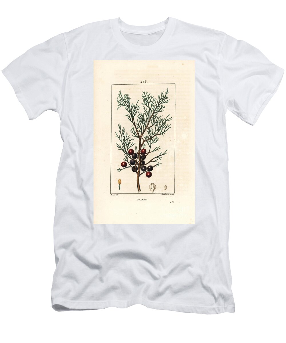 Phenicie or Lycia Juniper or Red Juniper Phoenicean Juniper Arar or Incense Juniperus Phoenicea with Branch Leaf and Berry Pierre Jean Francois Turpin T-Shirt