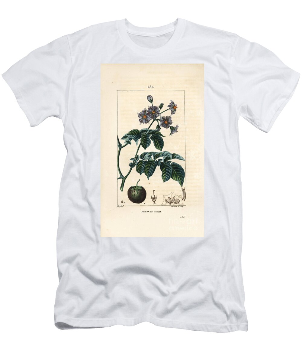 Potato Potato Potato Solanum Tuberosum with Flower Leaf Stalk and Fruit Pierre Jean Francois Turpin T-Shirt