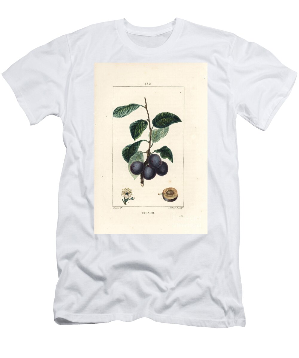 Prune Plum or Plum Tree Prunus Domestica with Fruit Leaf Blossom Branch and Ripe Fruit in Section Pierre Jean Francois Turpin T-Shirt
