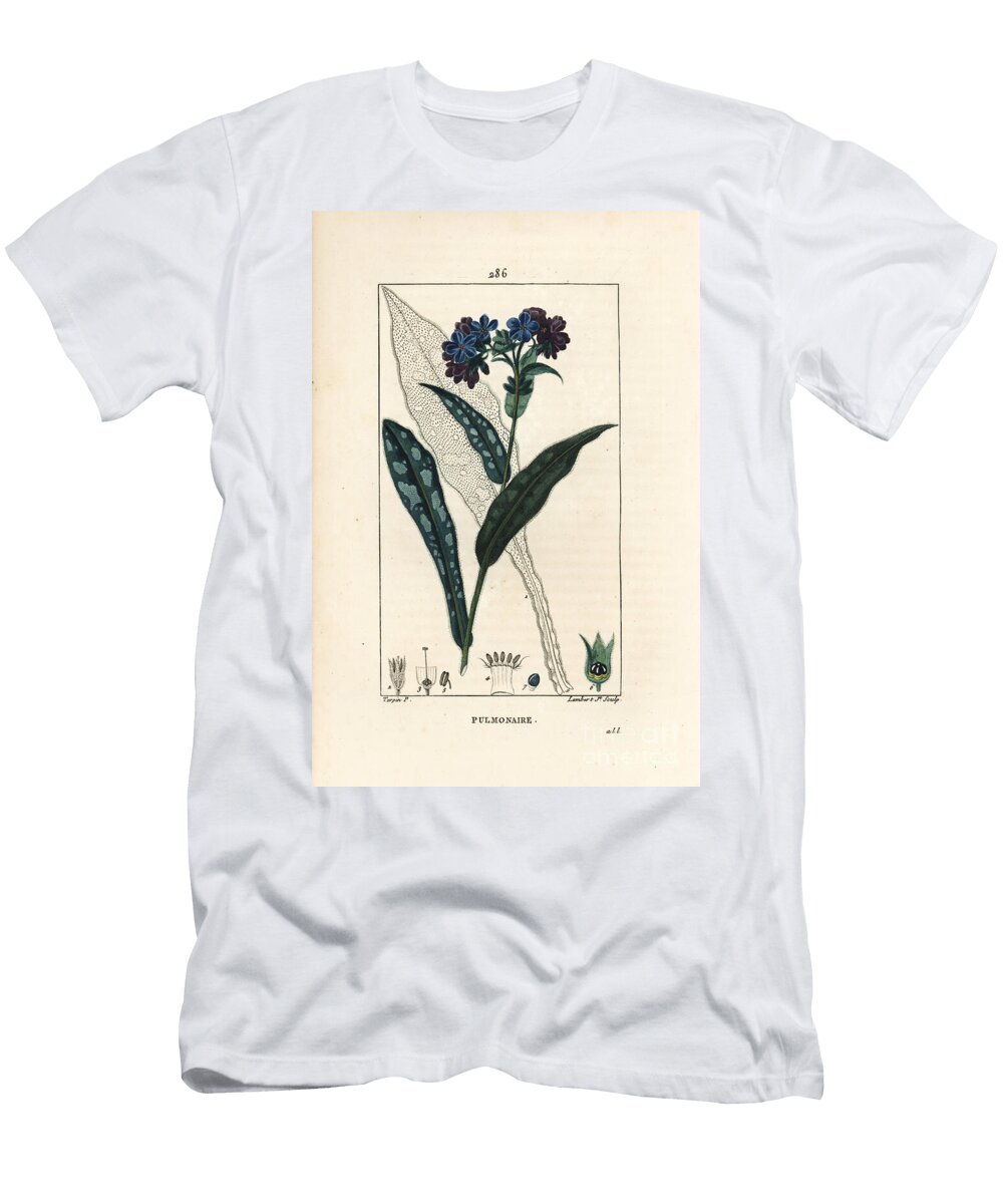 Pulmonary Officinale Lungwort Pulmonaria Officinalis with Flower Leaf Stalk and Leaf in Outline Pierre Jean Francois Turpin T-Shirt