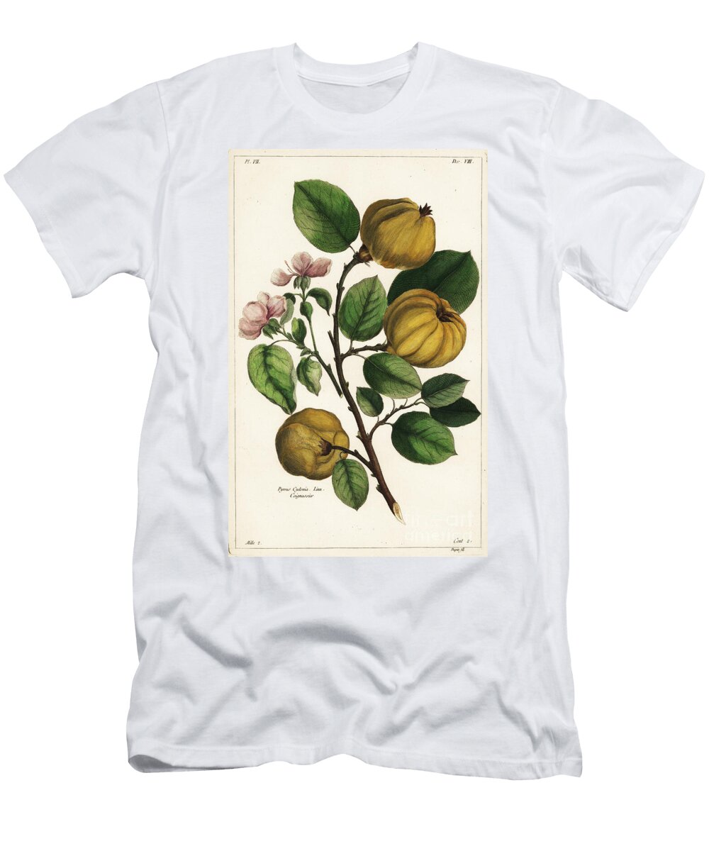 Quince Tree and Fruit Cydonia Oblonga Pyrus Cydonia Linn the Younger Dupin T-Shirt