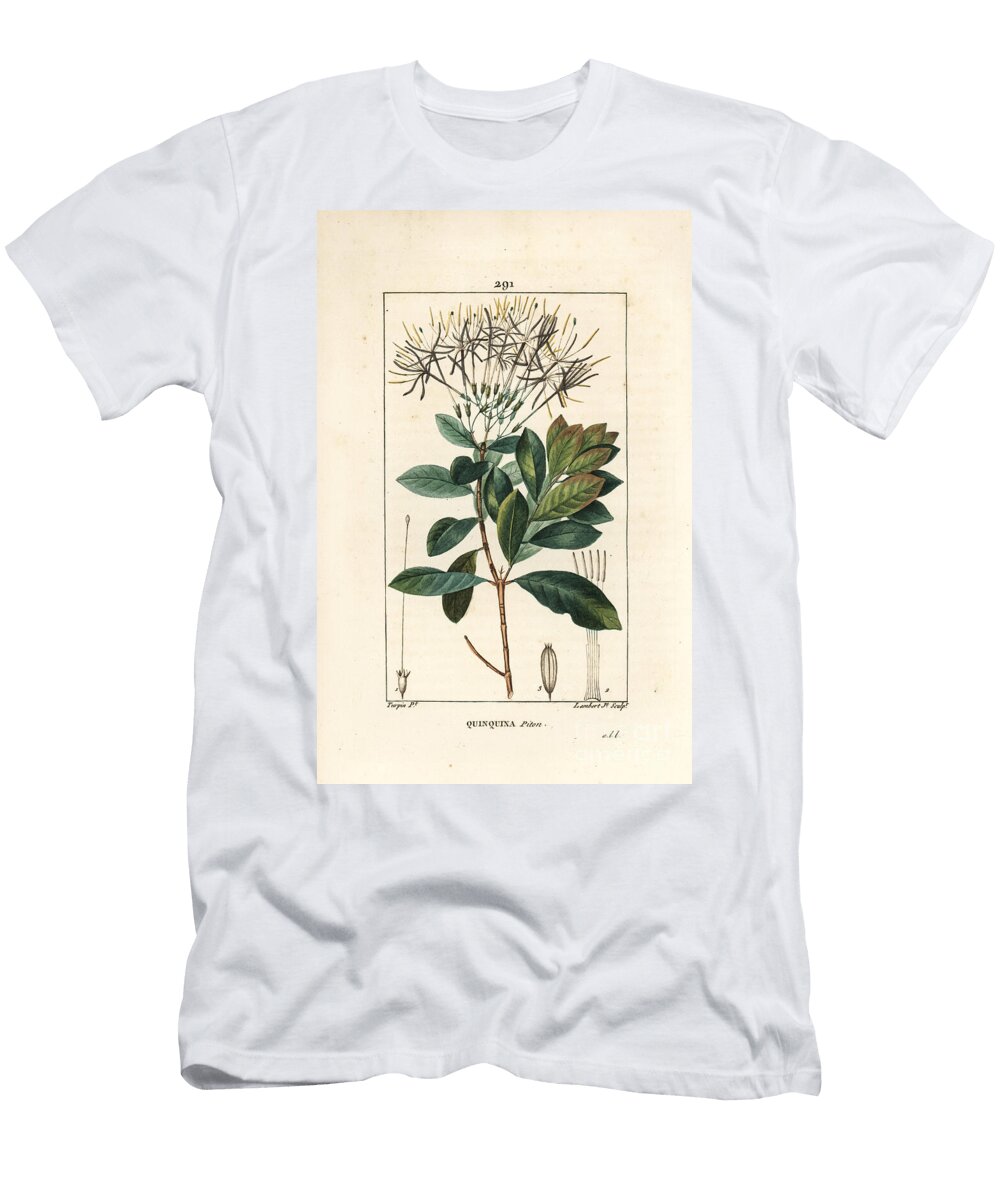 Quinquina Piton Exostema Sanctae Luciae Syn Pierre Jean Francois Turpin T-Shirt