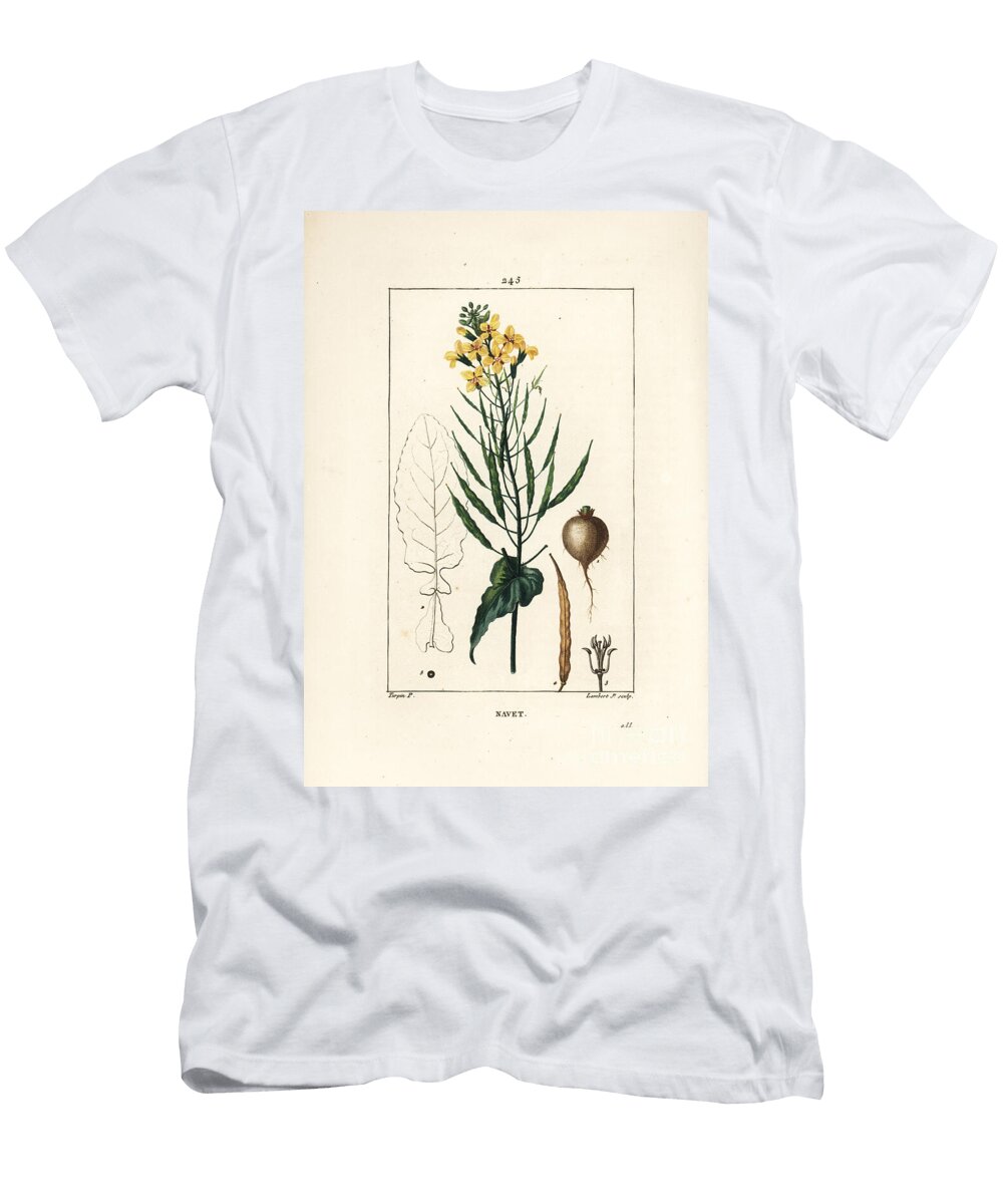 Rapeseed or Oilseed Brassica Napus with Leaf Flower and Root Pierre Jean Francois Turpin T-Shirt