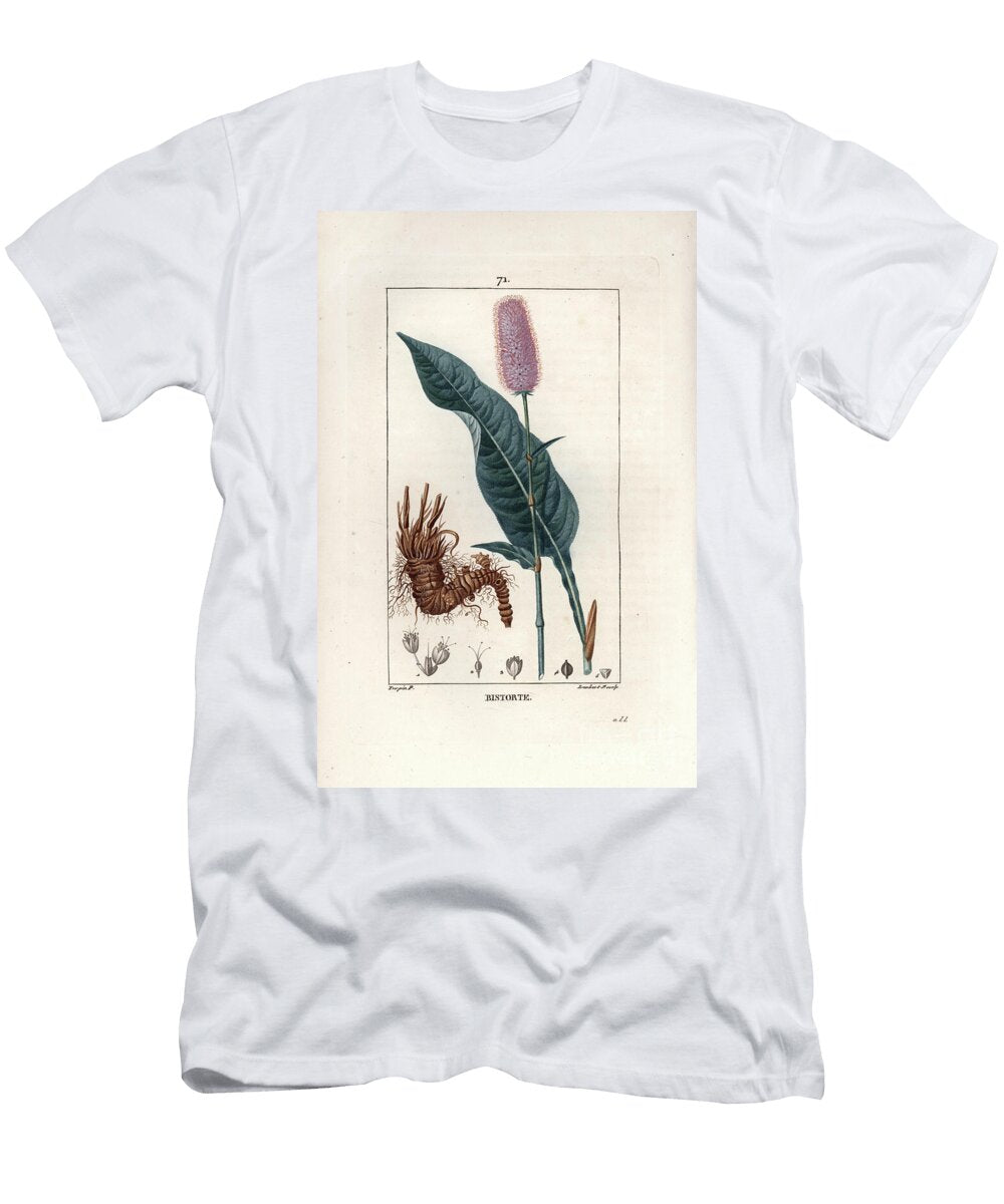 Renouee Bistorte or Snake Red or Couleuvree Bistort or Snakeweed Polygonum Bistorta European School T-Shirt
