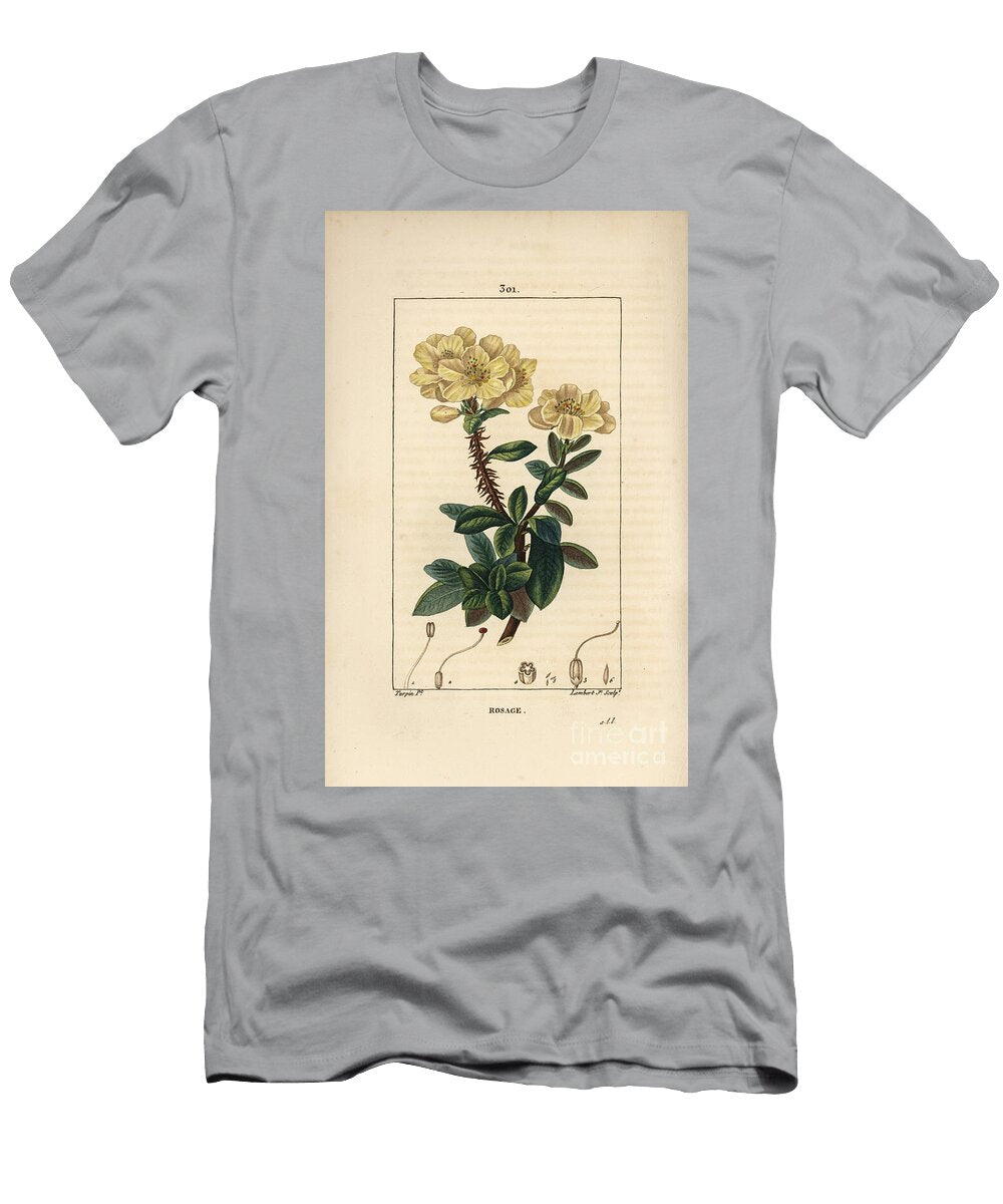 Rhododendron Geant Rosebay Hymenanthes Maxima Rhododendron Maximum with Flower Thorny Stem Leaf and Seed Pierre Jean Francois Turpin T-Shirt