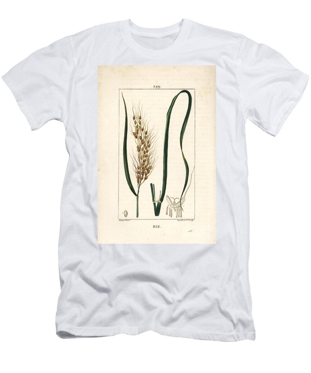 Rice Rice Oryza Sativa with Leaf Seed and Stalk Pierre Jean Francois Turpin T-Shirt