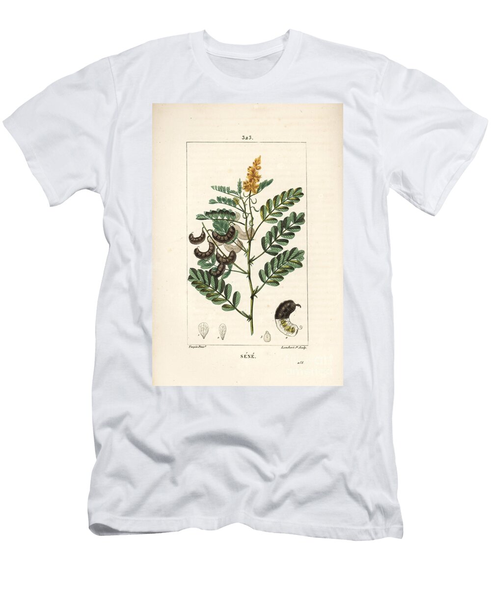 Sene Alexandrian Senna Senna Alexandrina with Flower Leaf Stalk and Seed Pierre Jean Francois Turpin T-Shirt