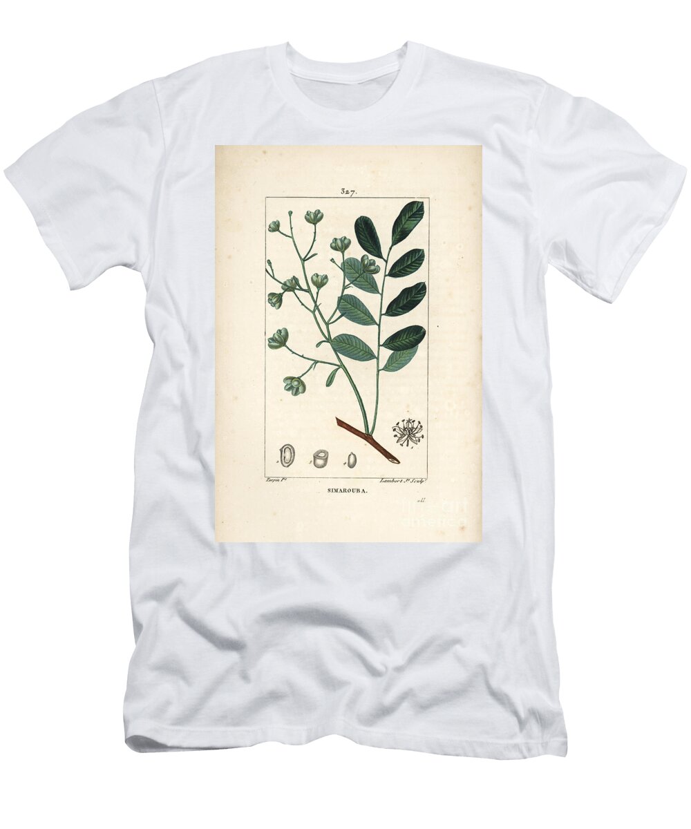 Simarouba Bitere Marupa or Bitterwood Simarouba Amara Quassia Simaruba with Flower Leaf Branch and Seed Pierre Jean Francois Turpin T-Shirt