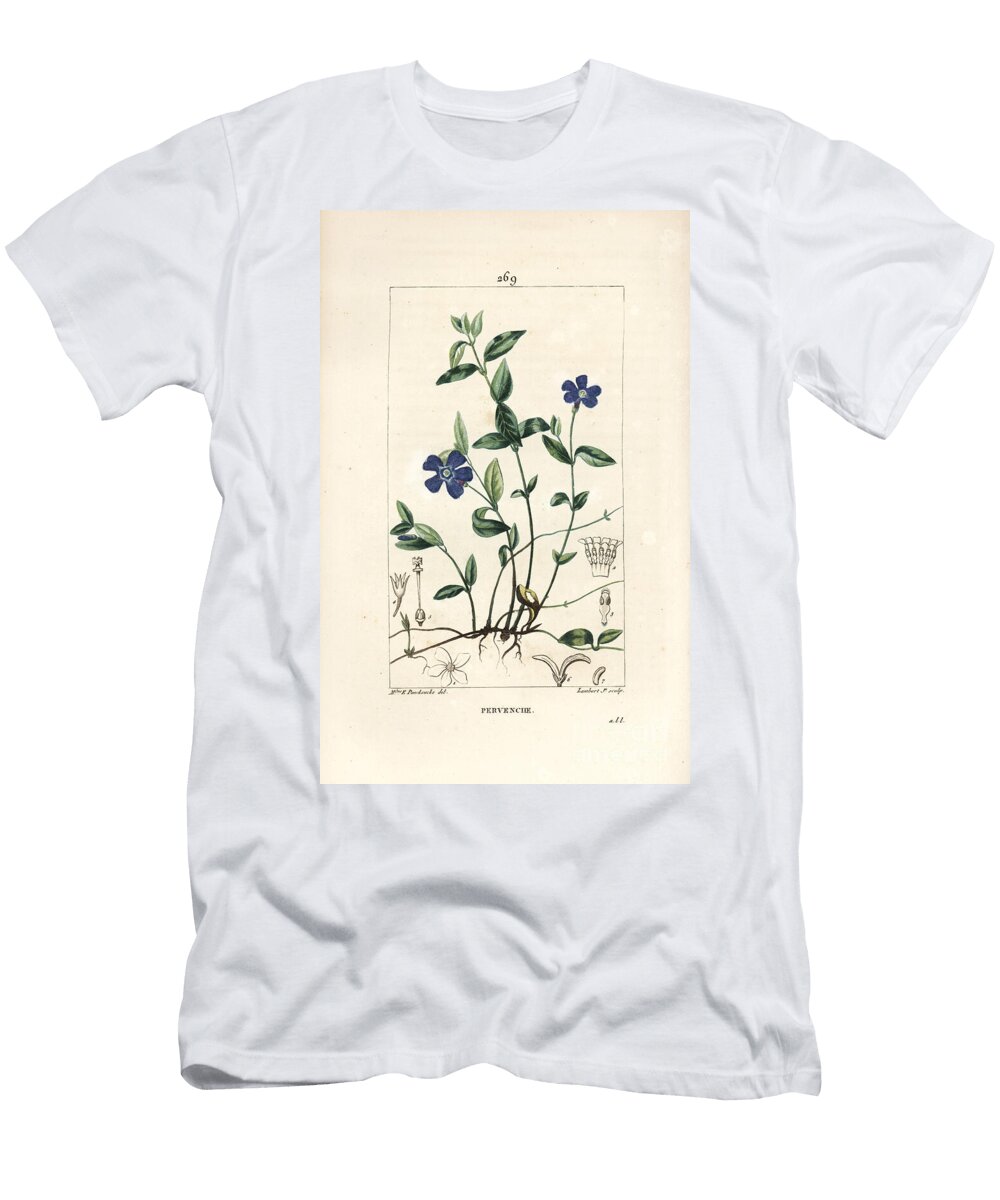 Small Periwinkle Lesser Periwinkle Vinca Minor with Flower Leaf Stalk Root and Seed Ernestine Panckoucke T-Shirt