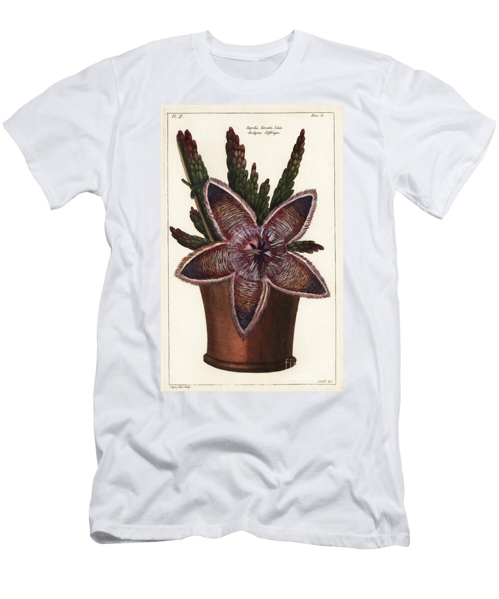 Starfish Flower or Carrion Plant Stapelia Hirsuta Linn the Younger Dupin T-Shirt