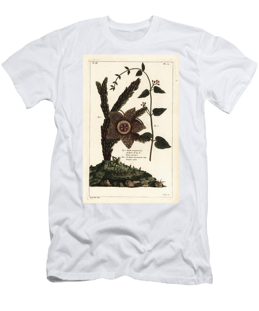 Starfish Plant Orbea Variegata 1 and White Swallow Wort Vincetoxicum Hirundinaria 2 the Younger Dupin T-Shirt