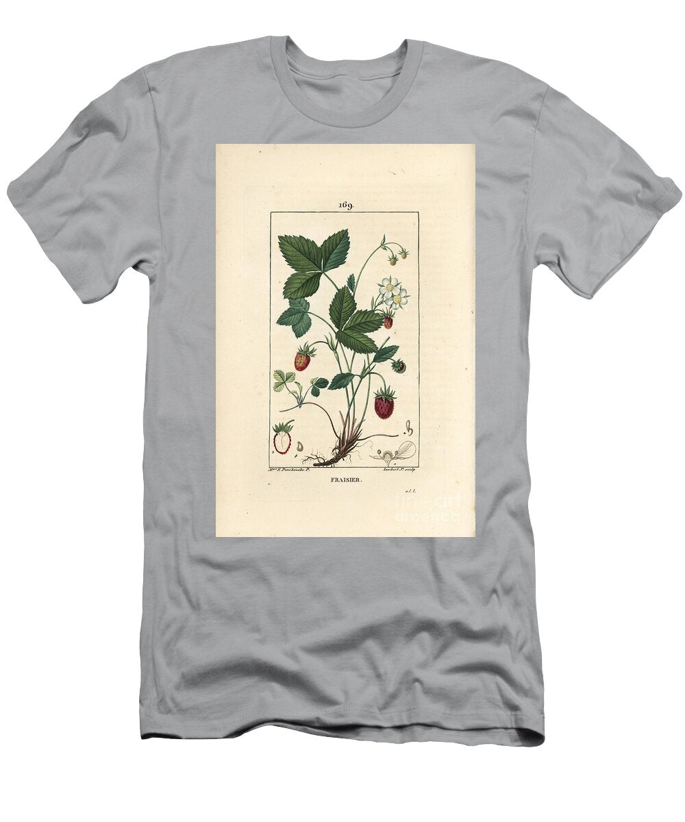 Strawberry Cultivated Strawberry Fragaria Ananassa Showing Flower Leaf Ripe Fruit Roots and Section Through Fruit Ernestine Panckoucke T-Shirt
