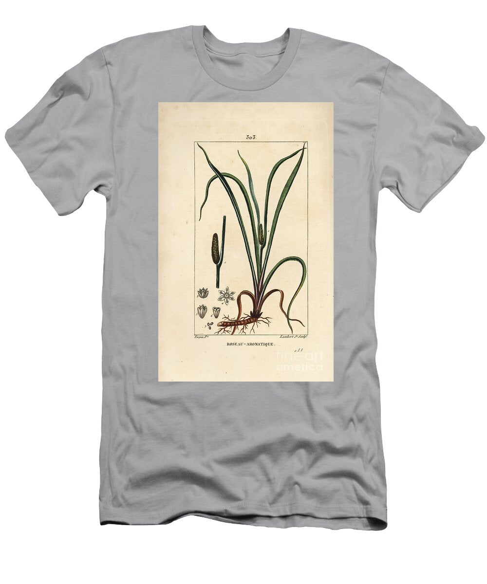 Sweet Smelling Flag Acorus Calamus with Seed Leaf and Root Pierre Jean Francois Turpin T-Shirt