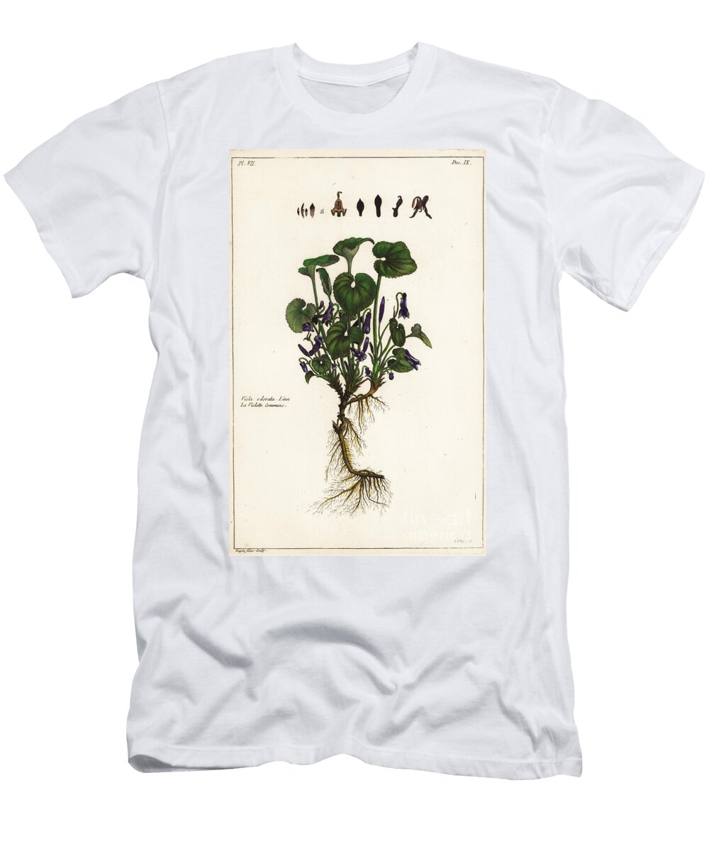 Sweet Violet Viola Odorata Linn the Younger Dupin T-Shirt