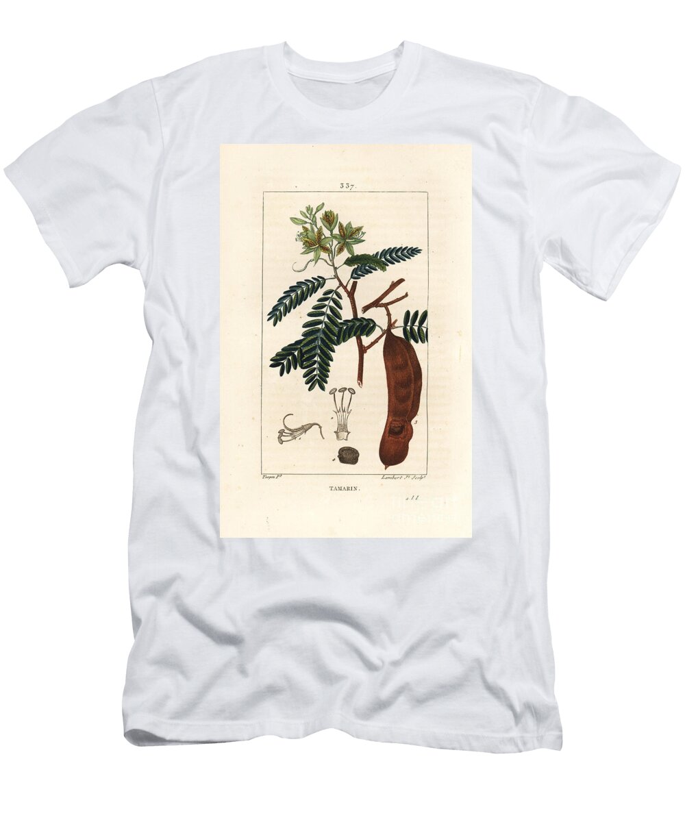 Tamarind Tamarind Tamarindus Indica Shwoing Flower Leaf and Seedpod Pierre Jean Francois Turpin T-Shirt