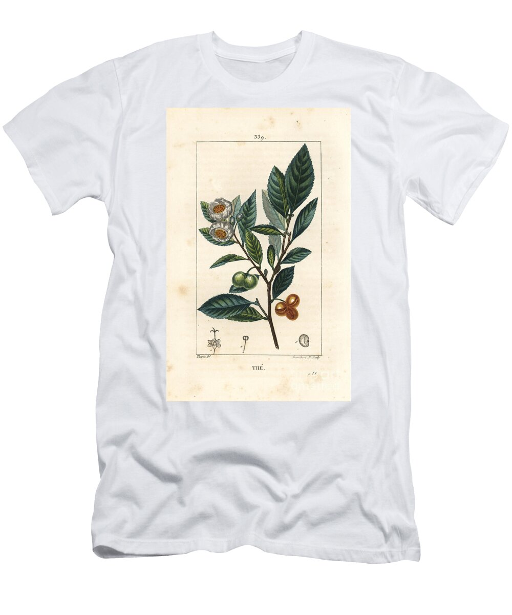 Theier Tea Camellia Sinensis Showing Leaf Fruit and Flower Pierre Jean Francois Turpin T-Shirt