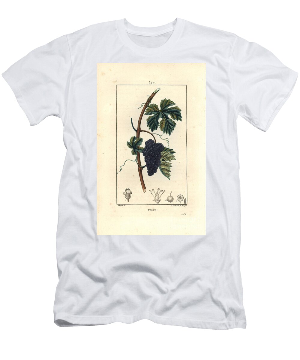 Vine Grape Vine Vitis Vinifera with Fruit Leaf Tendril and Stem Pierre Jean Francois Turpin T-Shirt
