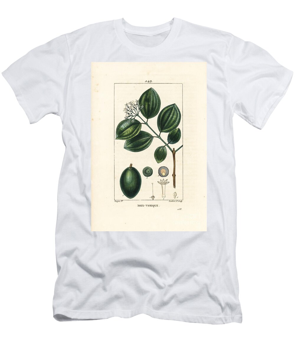Vomiker Strychnine Tree or Poison Nut Strychnos Nux Vomica with Fruit Seed Leaf and Flower Pierre Jean Francois Turpin T-Shirt