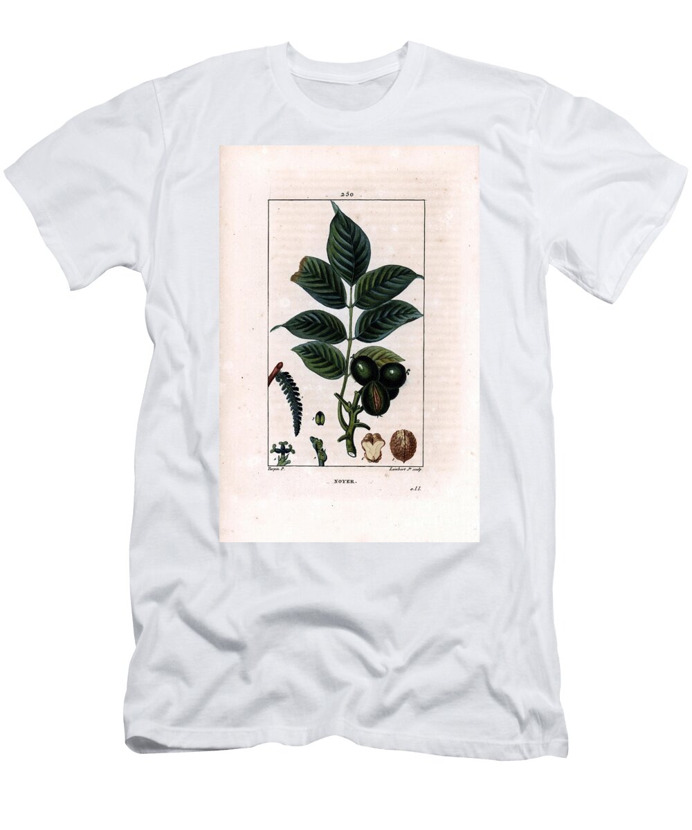 Walnut Branch with Nuts Walnut Tree Juglans Regia with Branch Leaves Ripe Fruit Nut in Shell and in Section Pierre Jean Francois Turpin T-Shirt