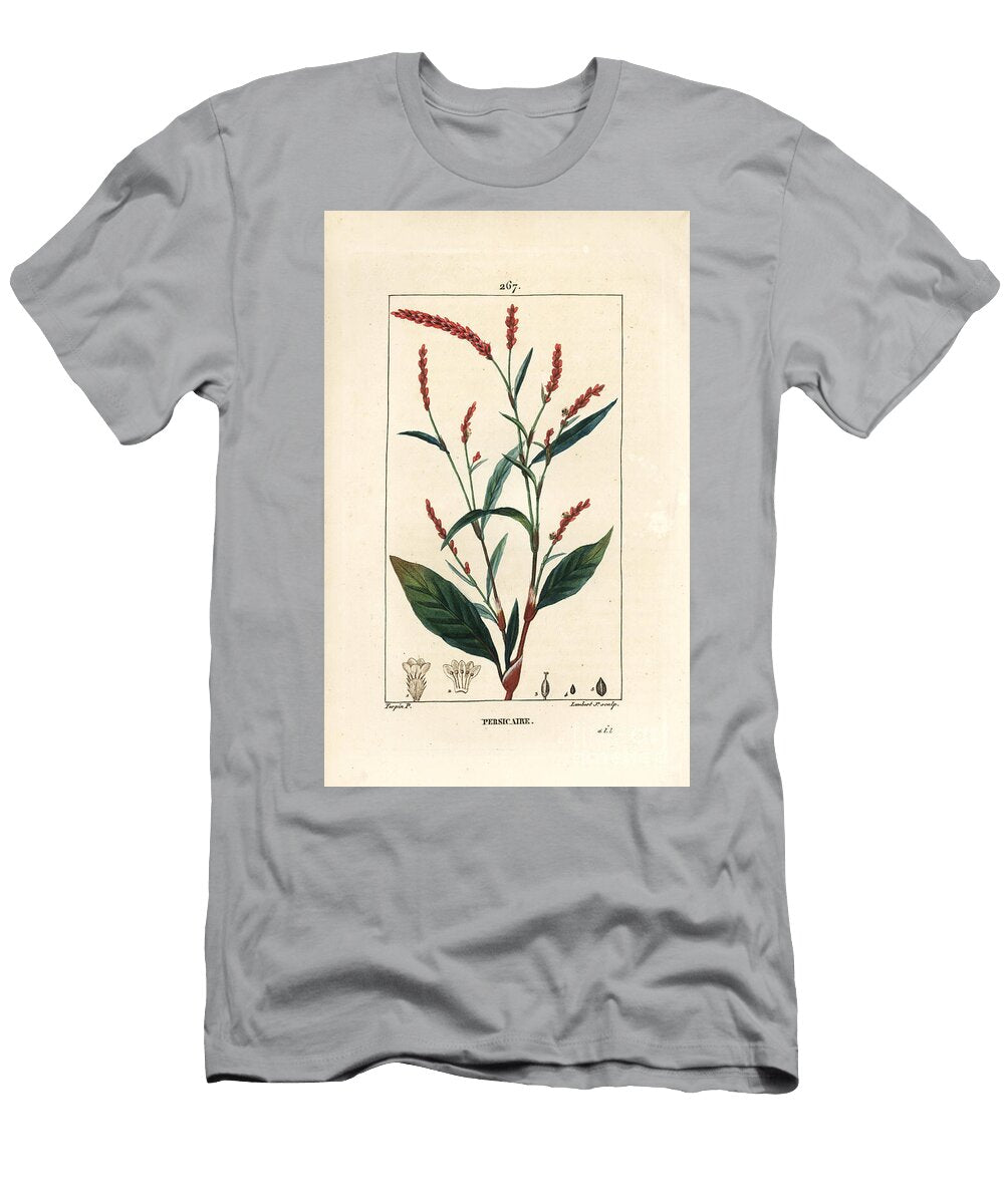 Water Pepper Knotwee Water Pepper Persicaria Hydropiper Polygonum Hydropiper with Flower Stalk and Leaf Pierre Jean Francois Turpin T-Shirt