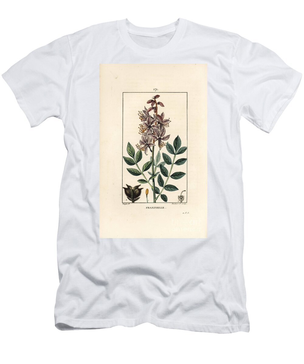 White Dictamnus Albus Showing Flowers Leaves Seeds and Hairy Fruit Pierre Jean Francois Turpin T-Shirt
