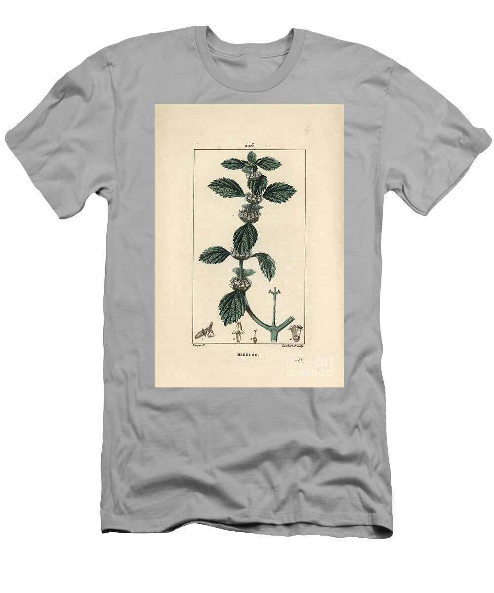 White or Common Marrube Common Horehound Marrubium Vulgare Pierre Jean Francois Turpin T-Shirt