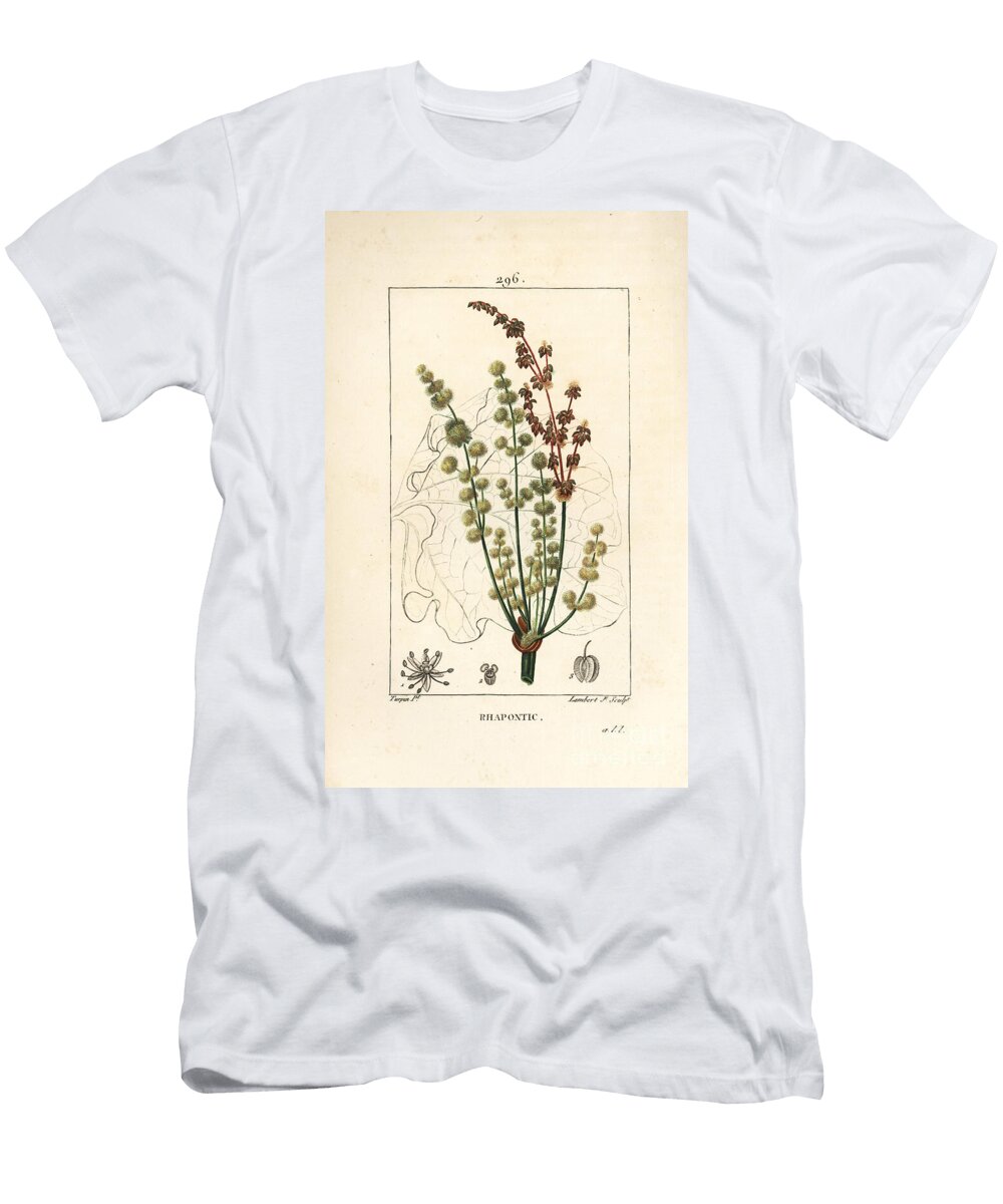 Wild Rhubarb Rhapontic or False Rhubarb Rheum Rhapontium with Flower Stalk Seed and Leaf Outline Pierre Jean Francois Turpin T-Shirt