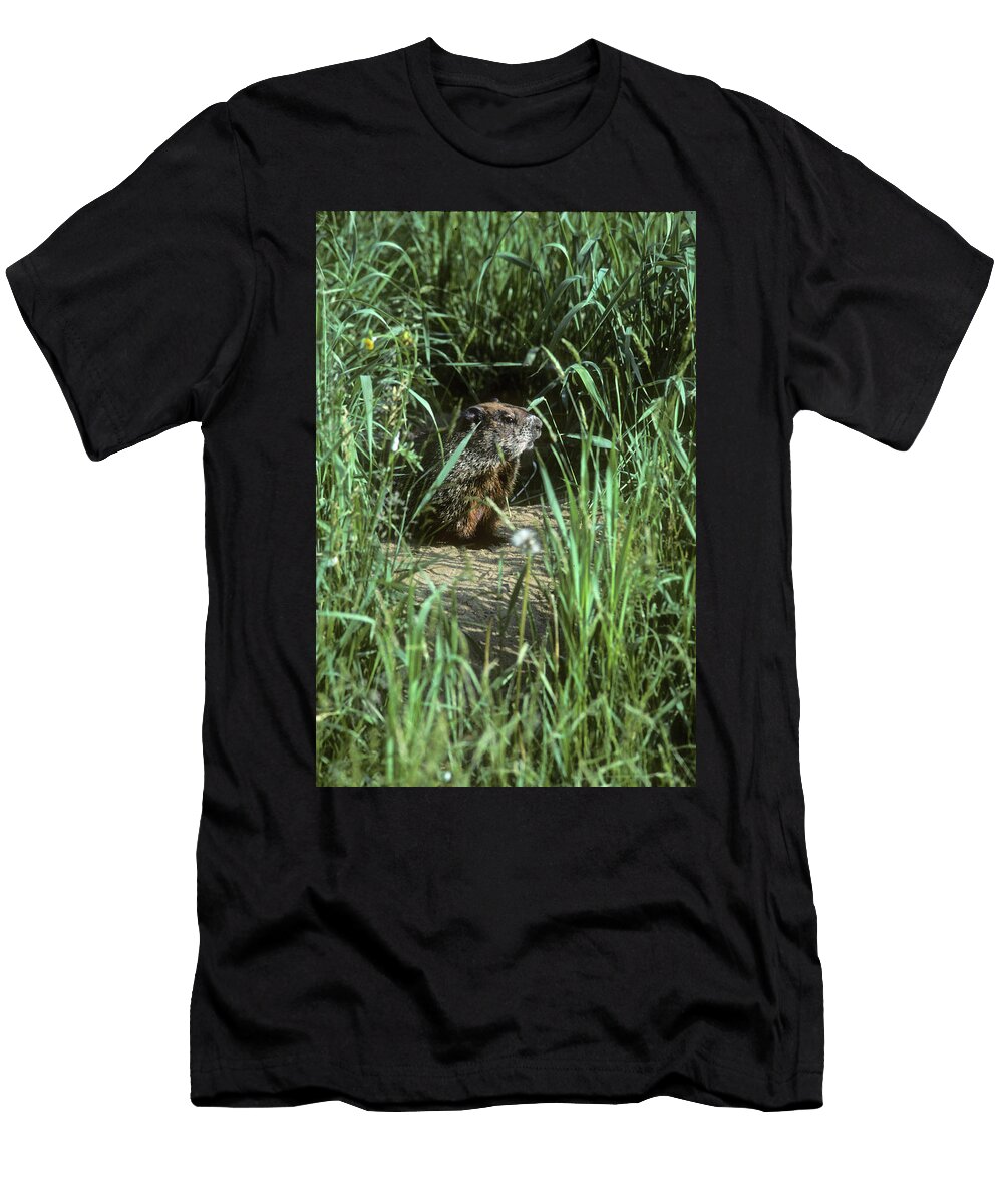 Woodchuck Emerges From Burrow Winston Fraser T-Shirt